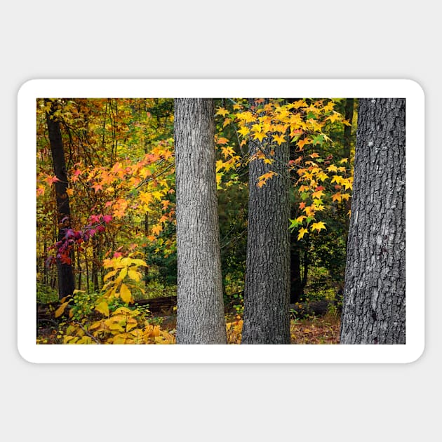 Tree Trunks in Autumn Sticker by andykazie